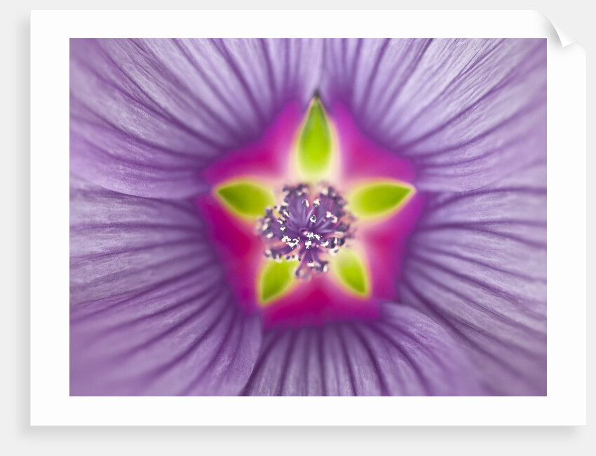 Close-up of purple Lavatera Flower, full frame by Assaf Frank